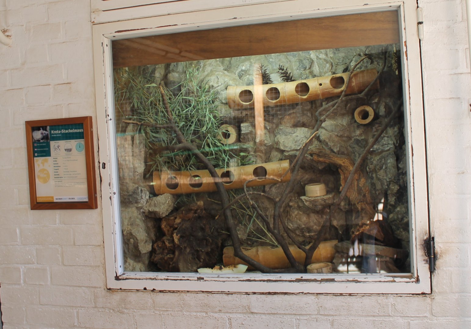 Enclosure Cretan spiny mouse