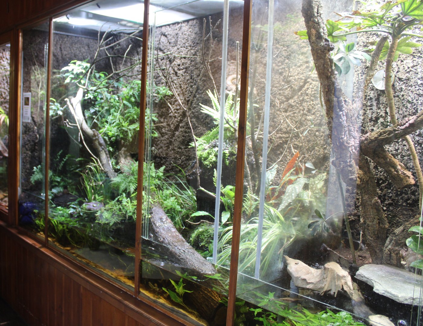 Enclosure Crocodile-tailed lizard