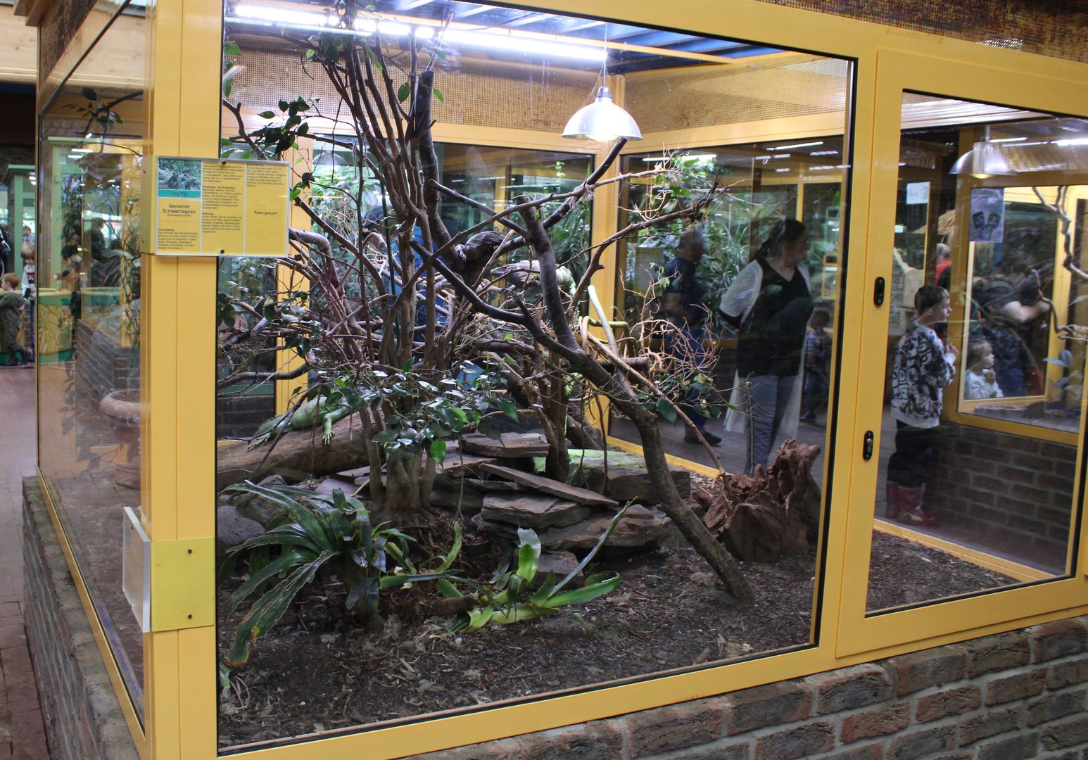 Enclosure Ctenosaura similis