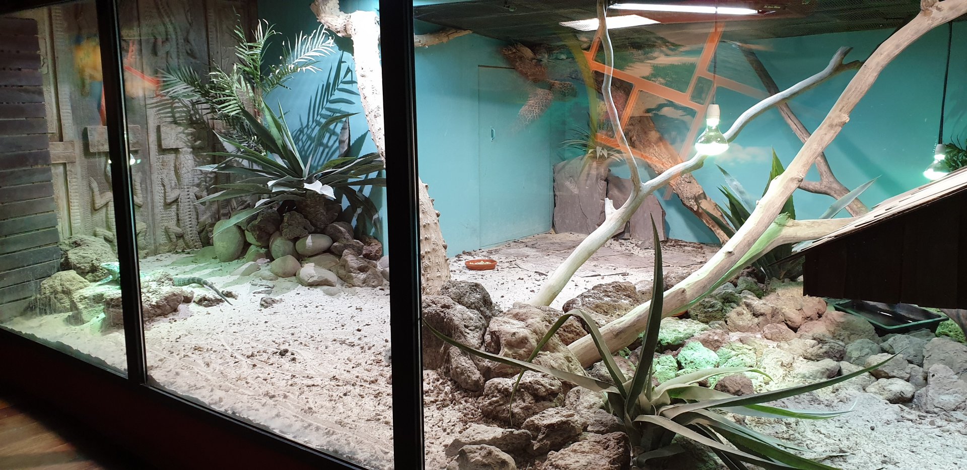 Enclosure Cuban ground iguana