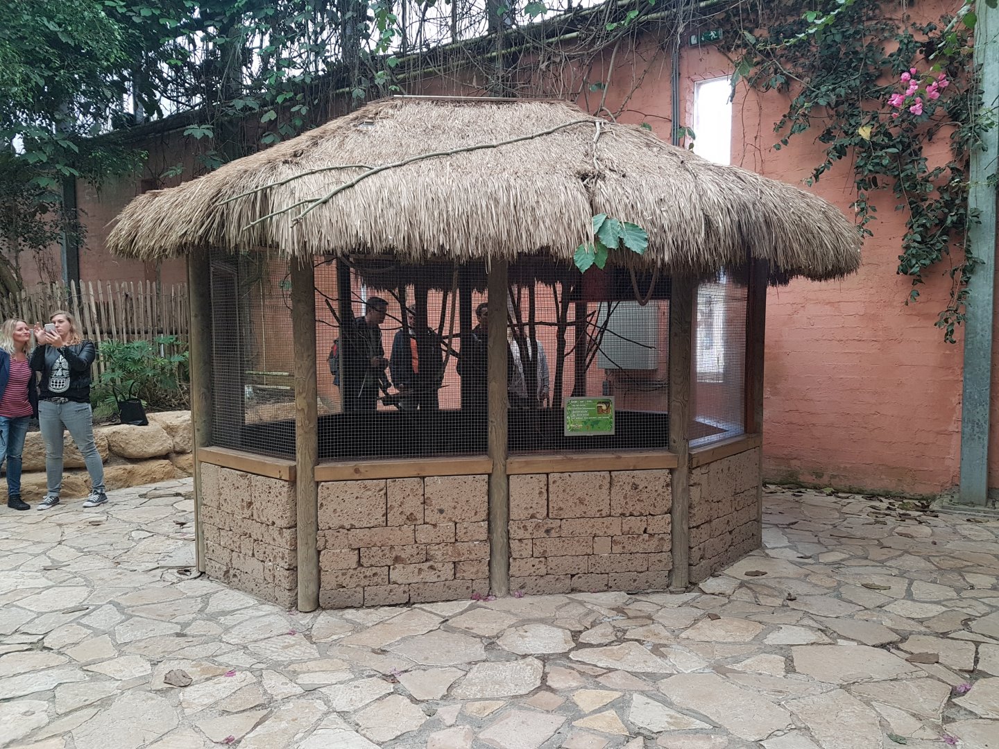Enclosure Curl-crested aracari