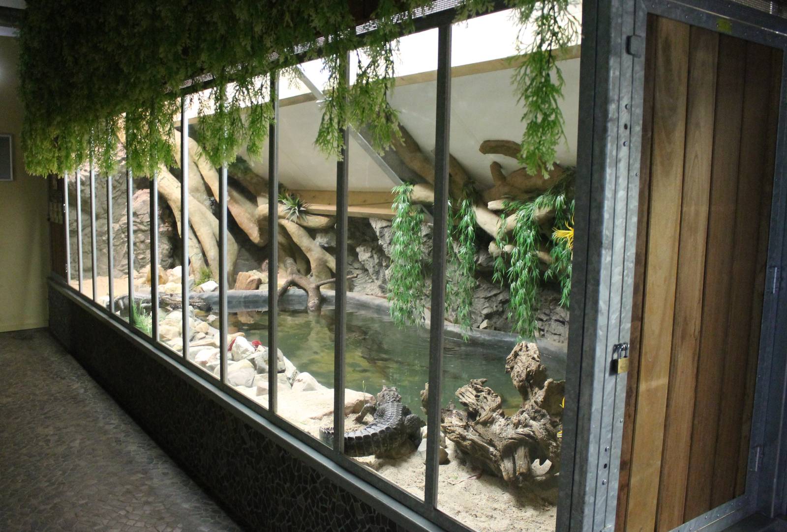 Enclosure Cuvier's dwarf caiman