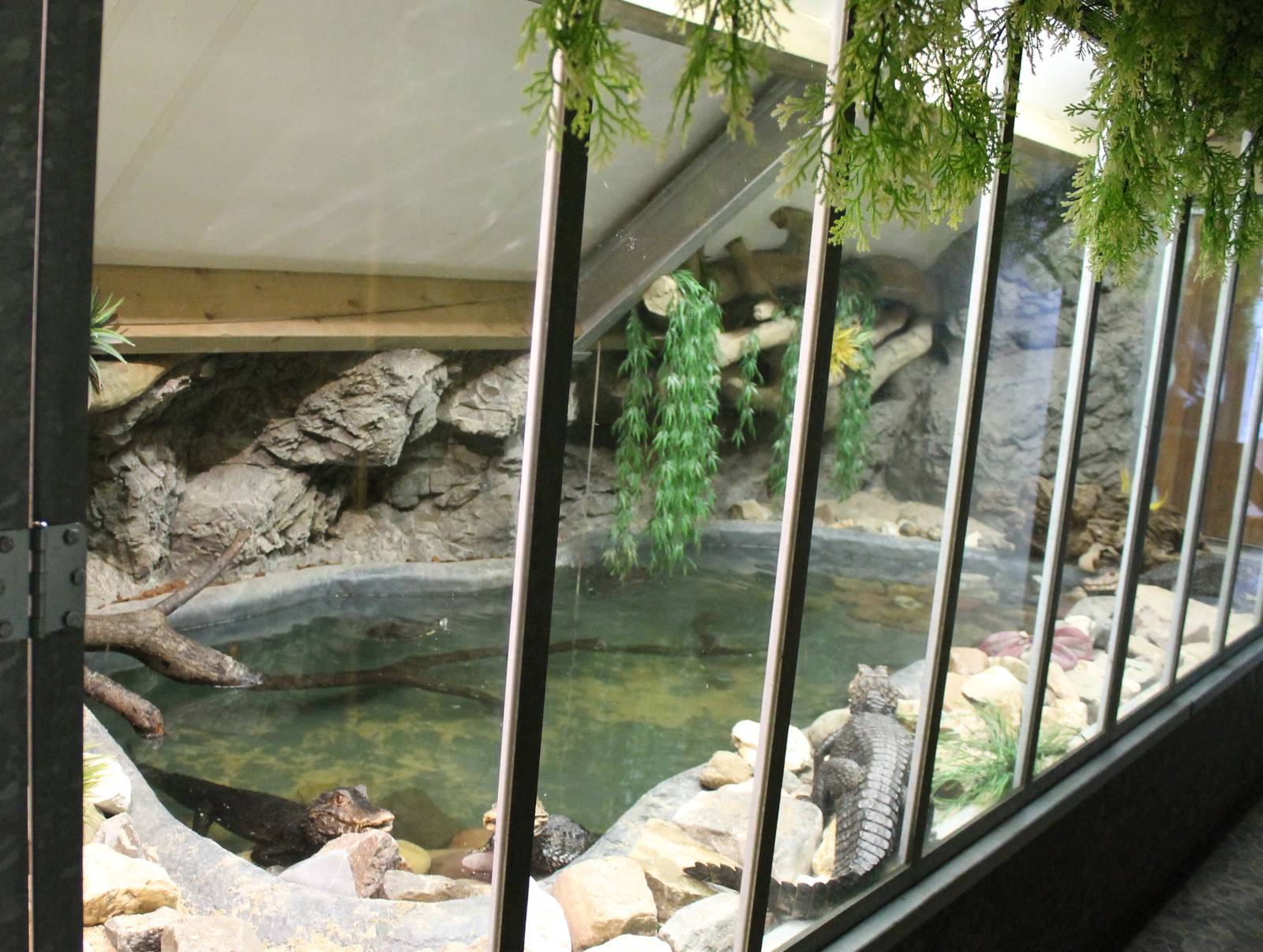 Enclosure Cuvier's dwarf caiman