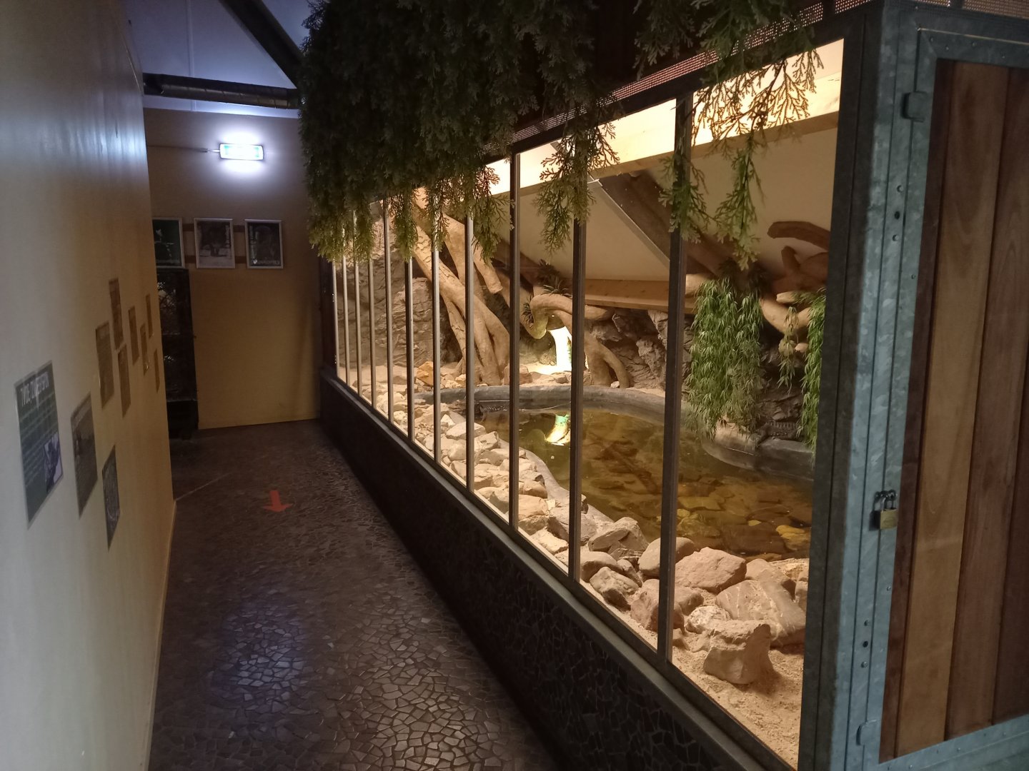 Enclosure Cuvier's dwarf caiman