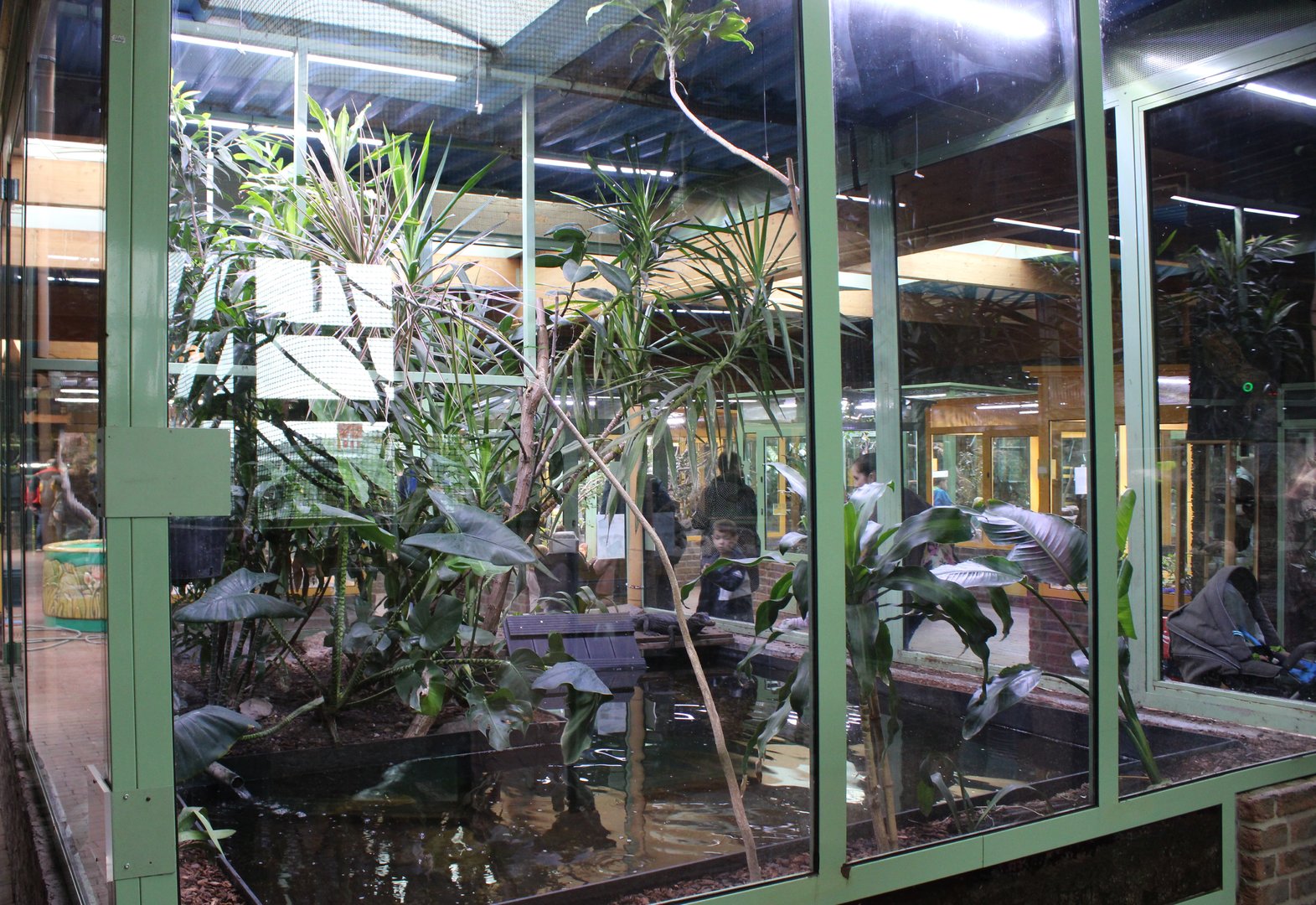 Enclosure Cuvier's dwarf caiman