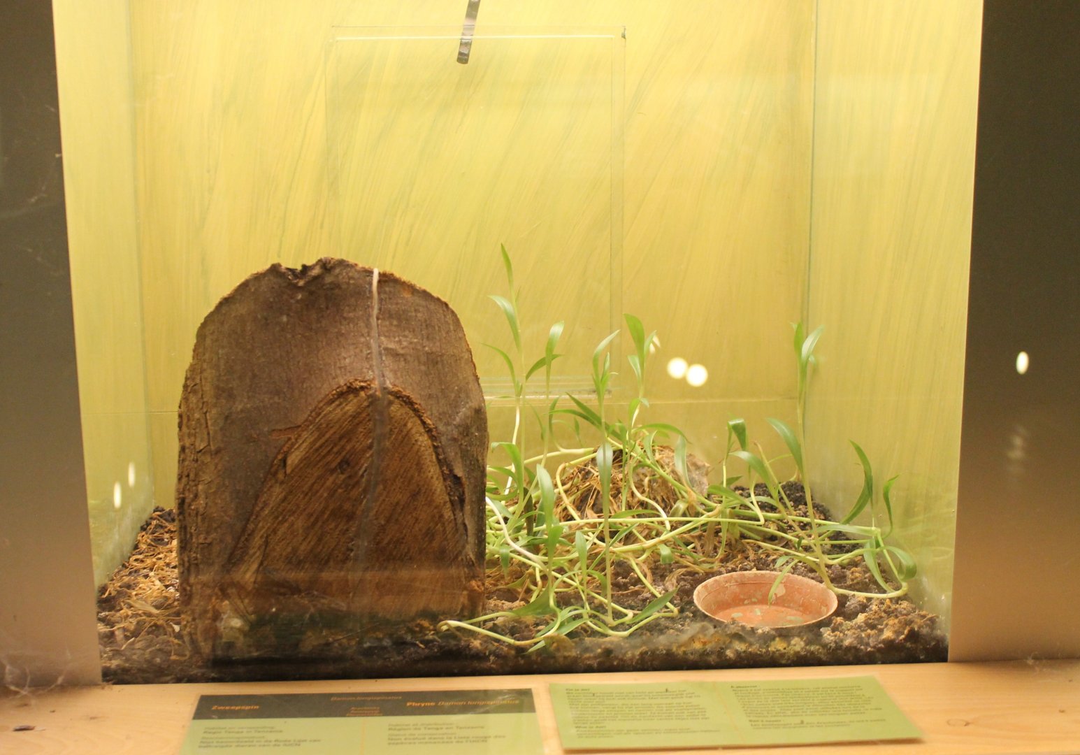 Enclosure Damon longispinatus