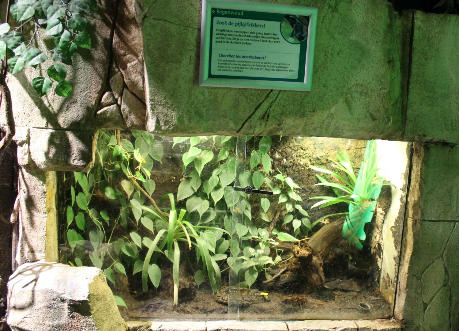 Enclosure Dart frog