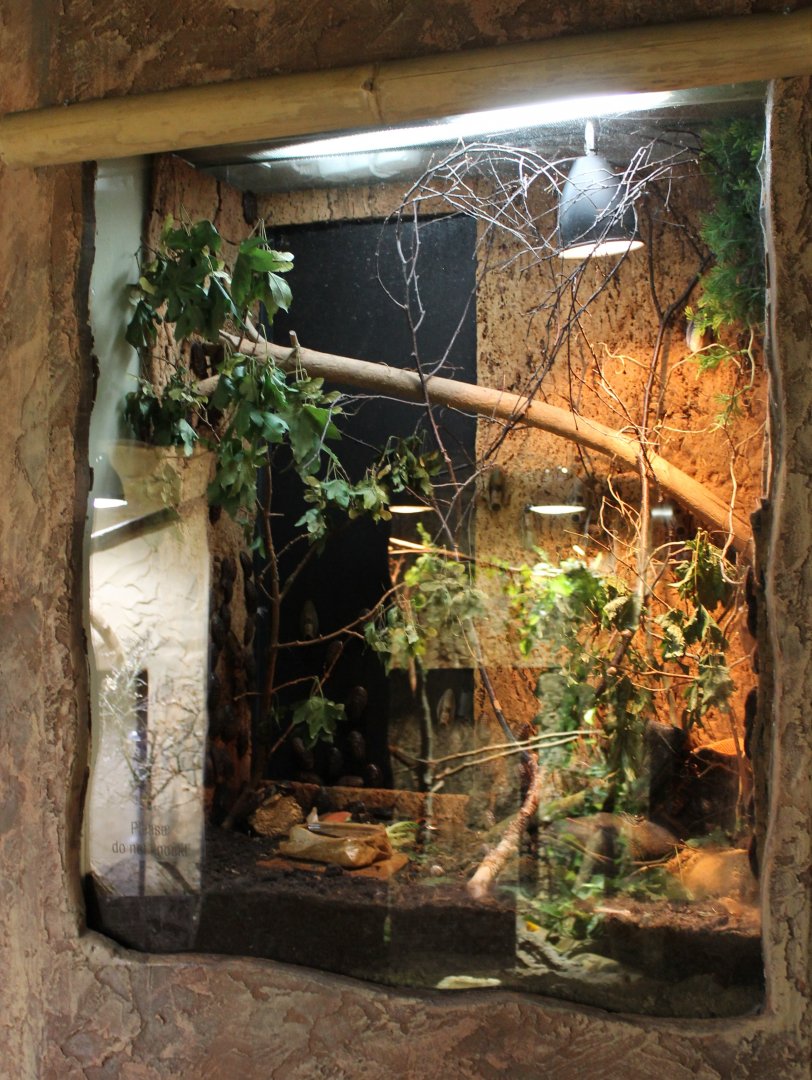 Enclosure Death's head cockroach