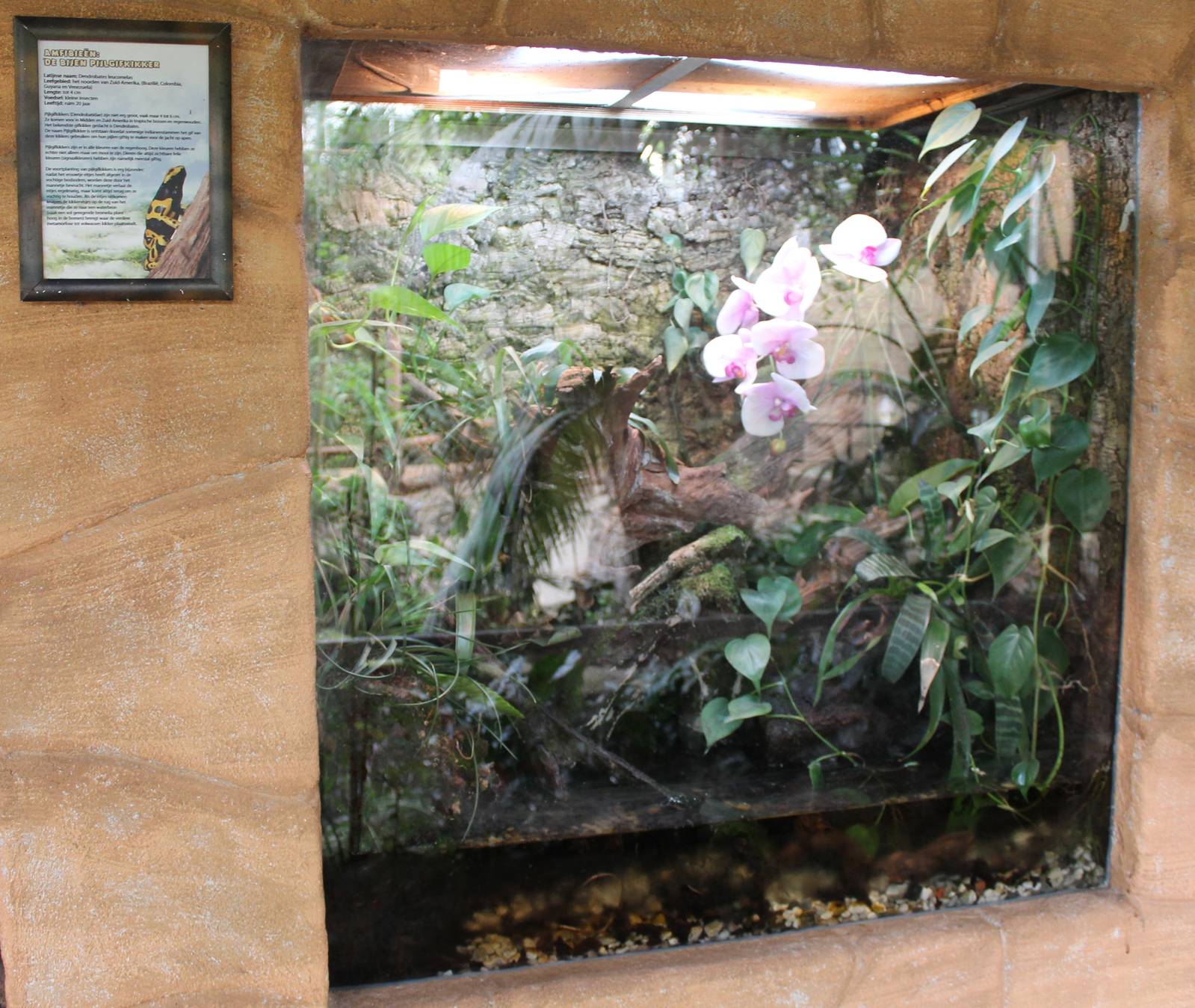 Enclosure Dendrobates leucomelas