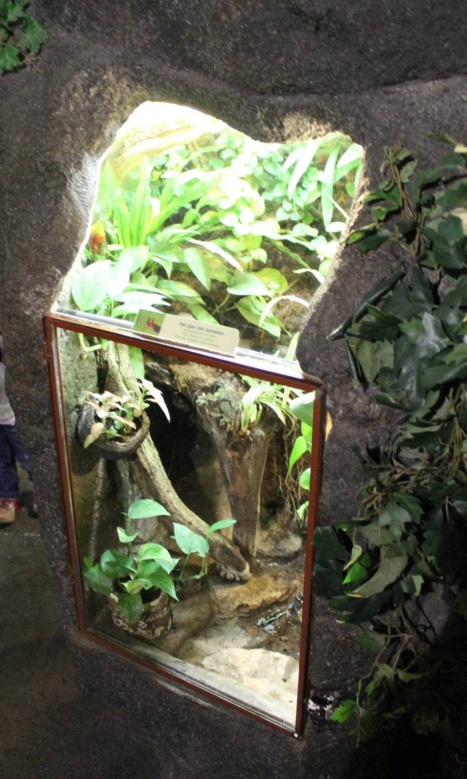 Enclosure Dendrobates tinctorius