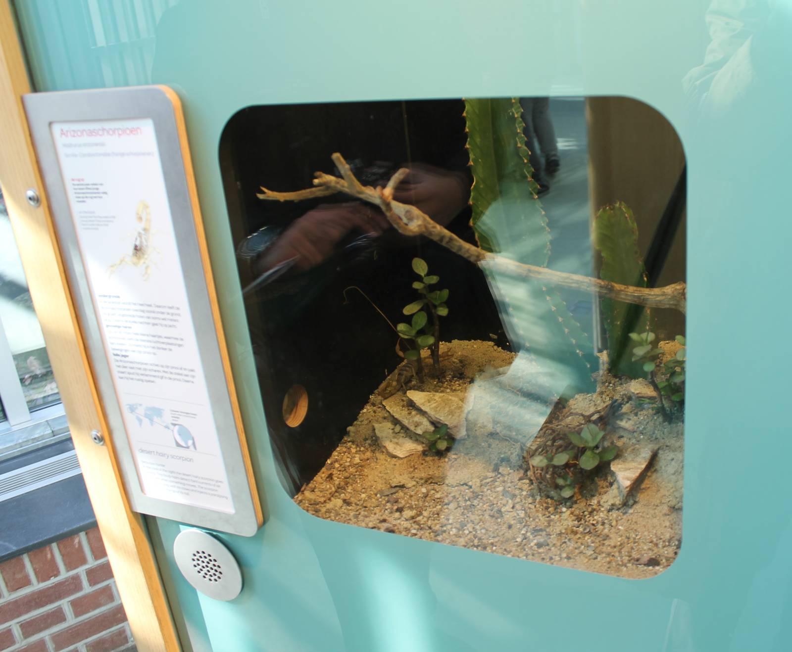 Enclosure Desert hairy scorpion