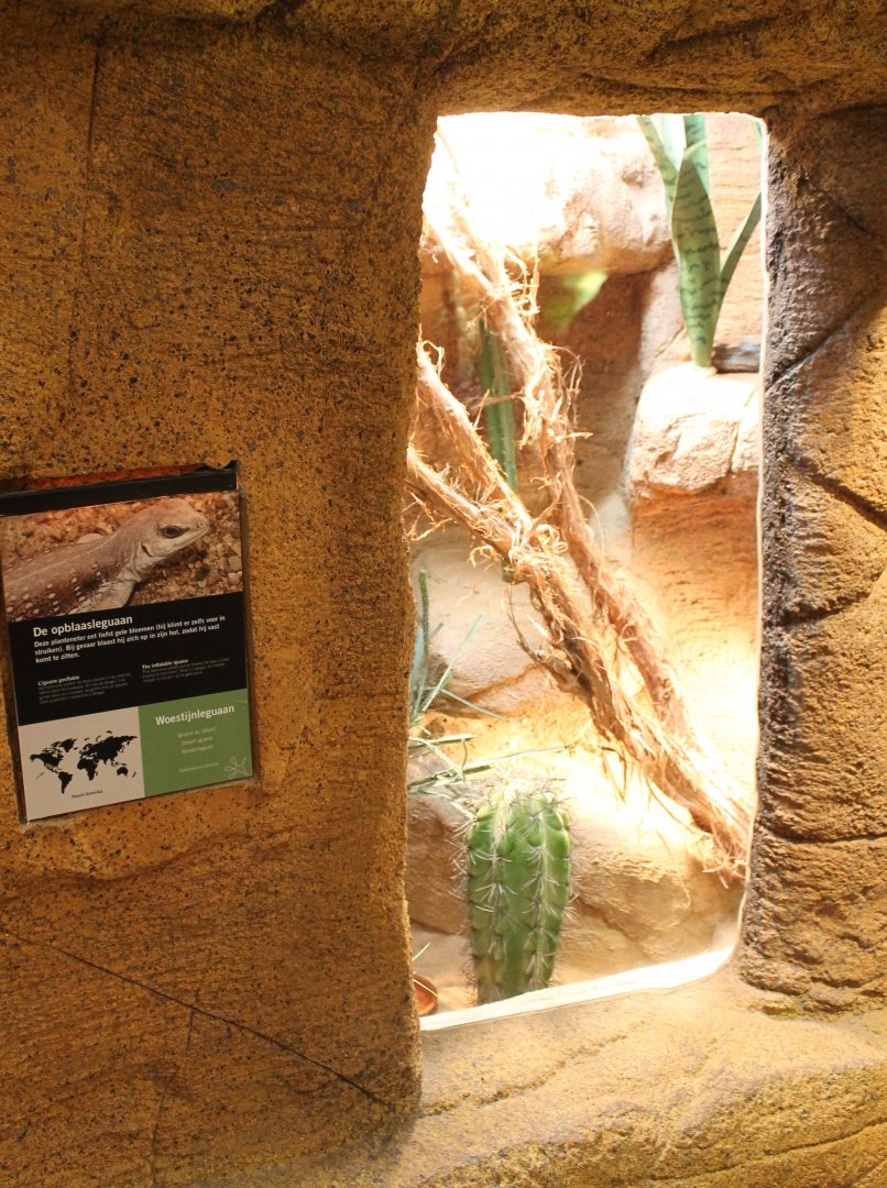 Enclosure Desert iguana