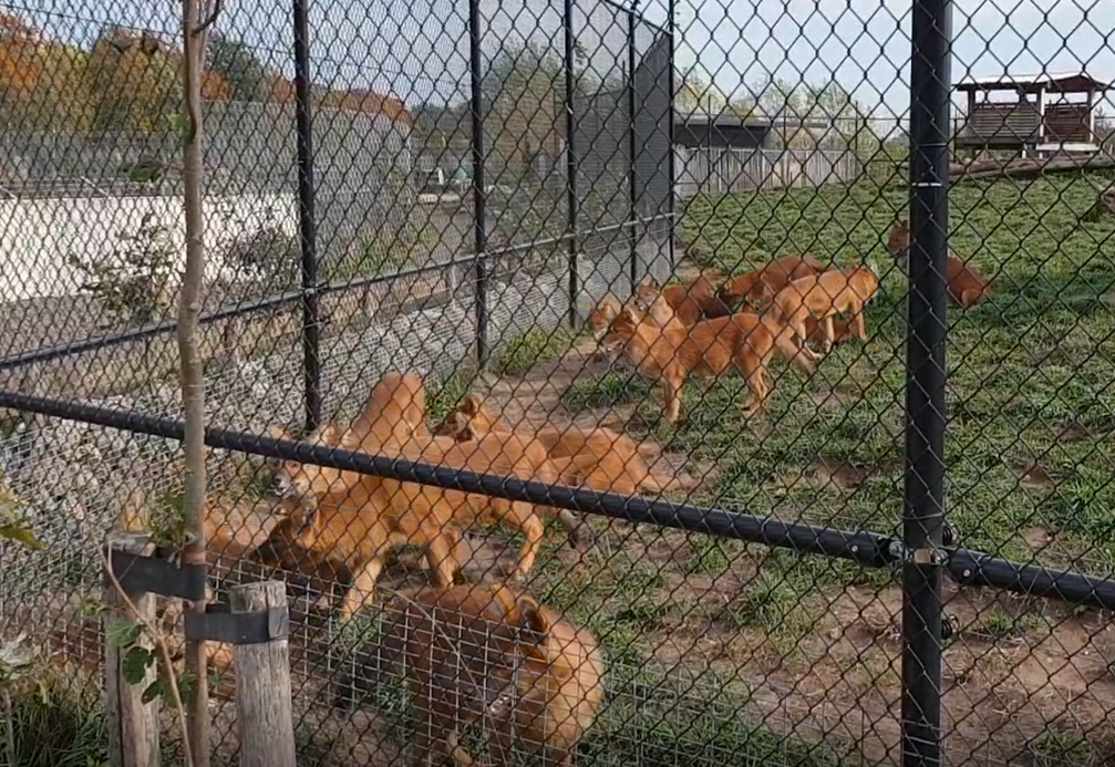 Enclosure Dhole