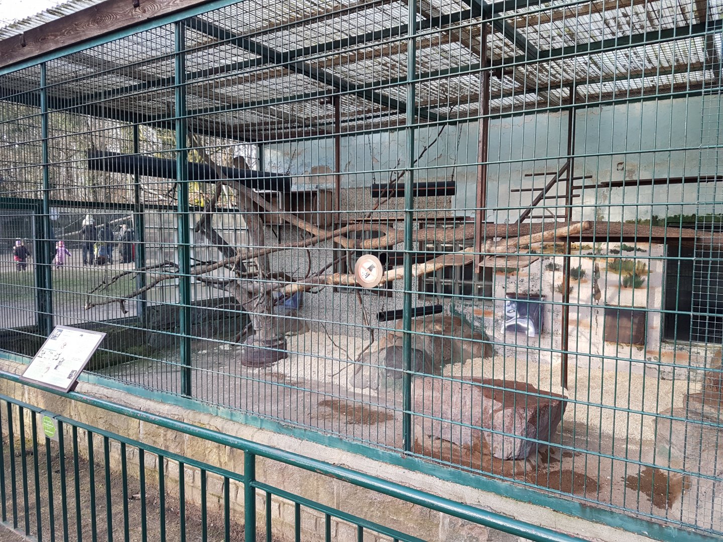 Enclosure Diana monkey