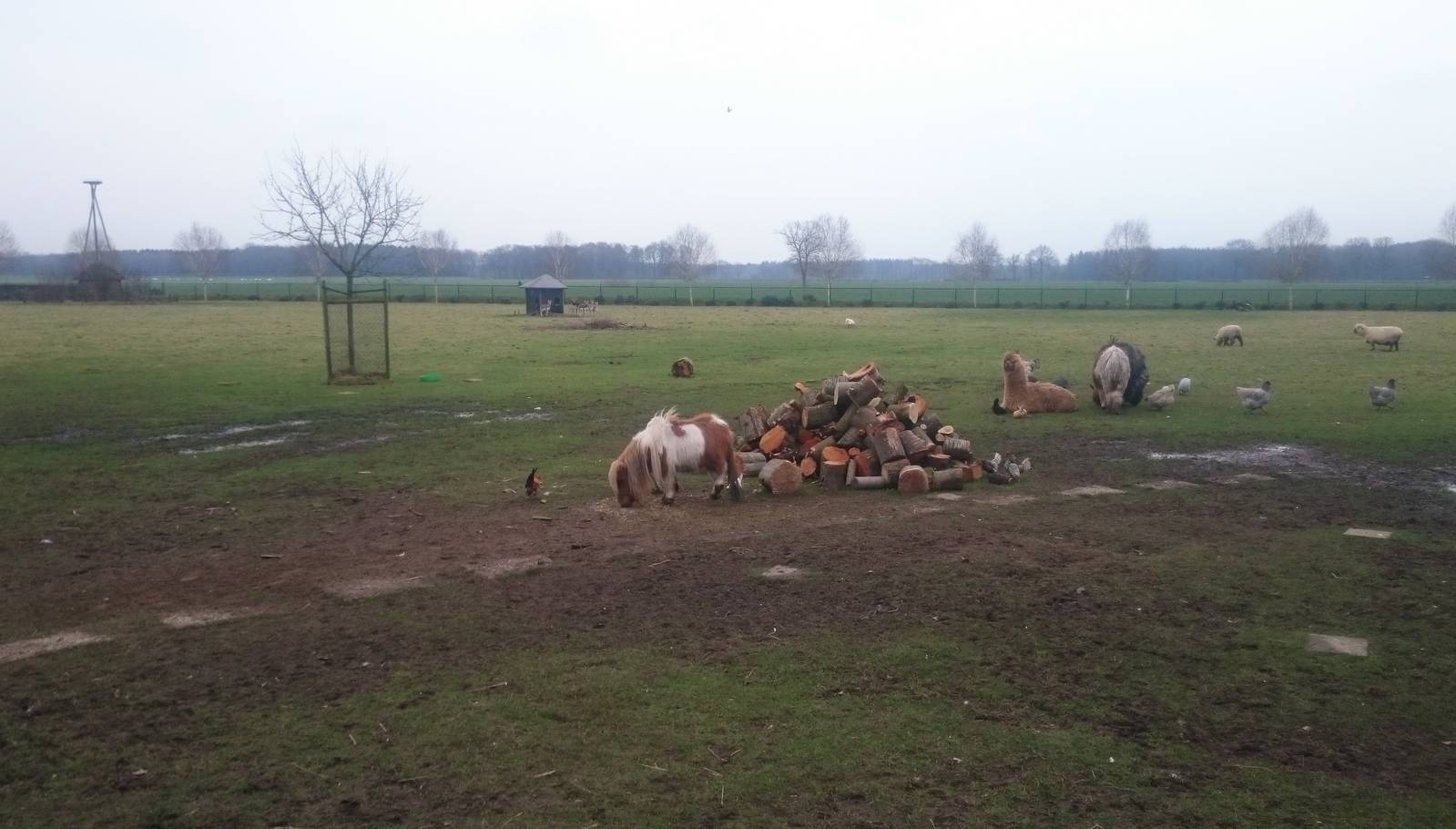 Enclosure domestic animals, Emus and Blackbucks