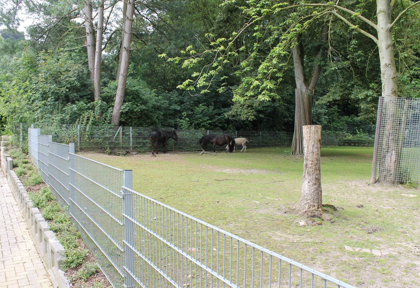 Enclosure domestic horse and sheep