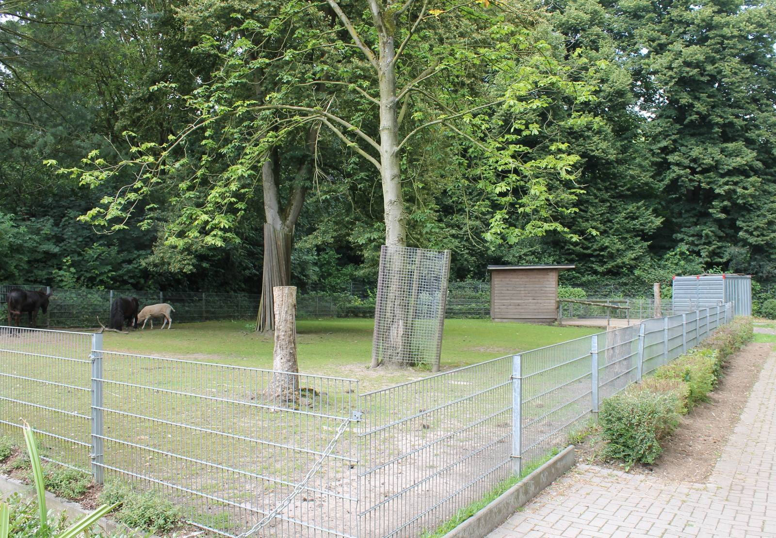 Enclosure domestic horse and sheep