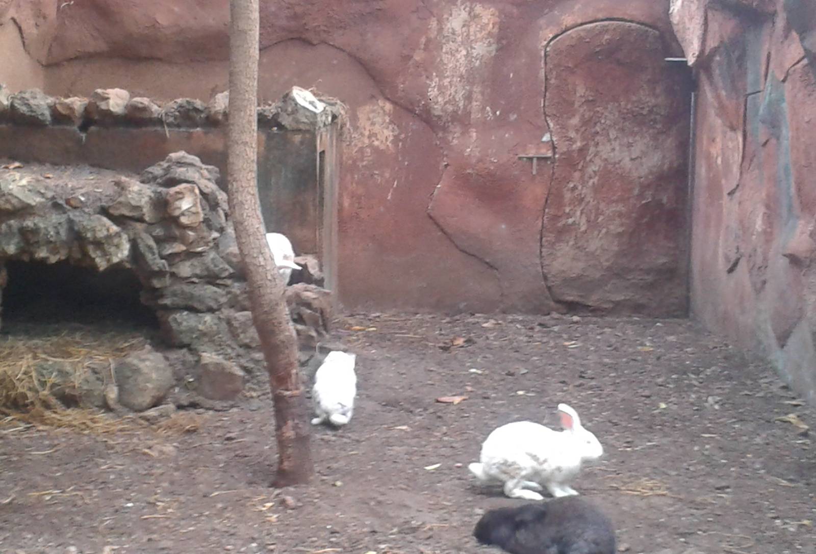 Enclosure Domisticated rabbits