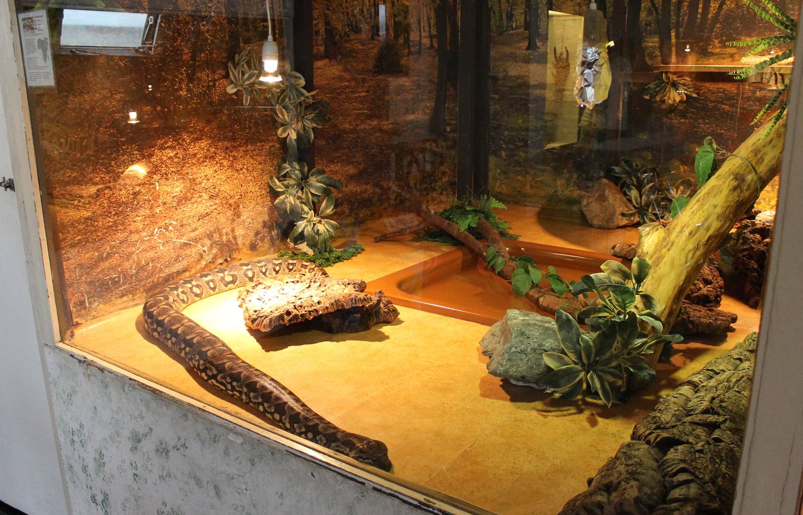 Enclosure Dumeril's boa