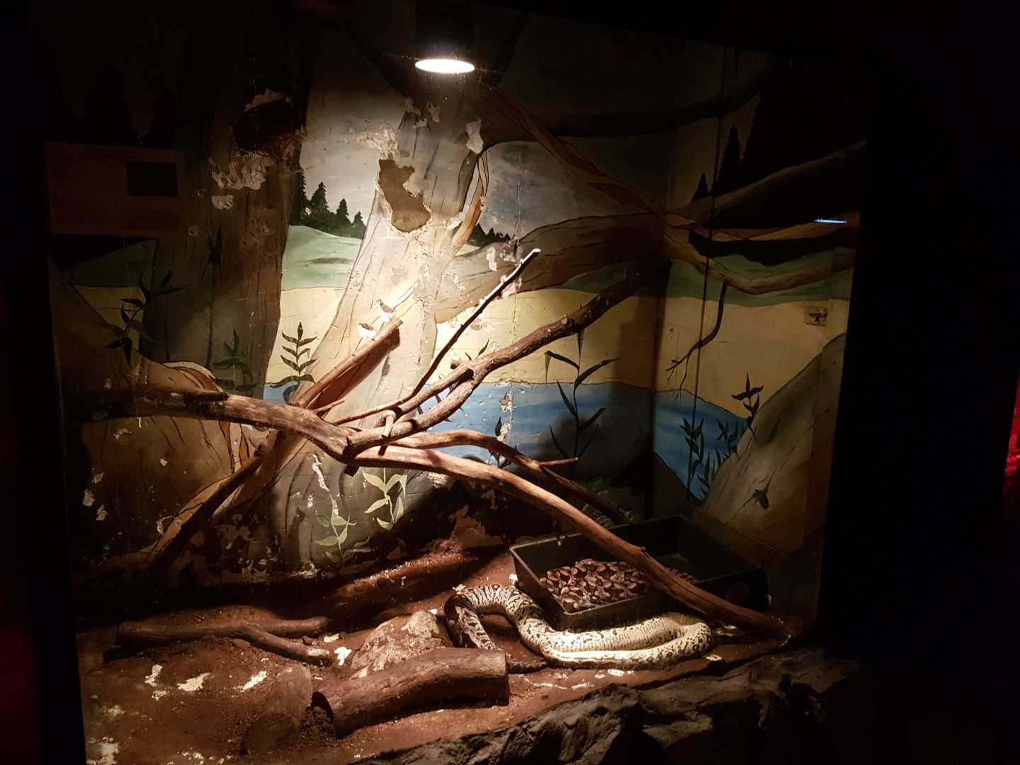 Enclosure Dumeril's boa