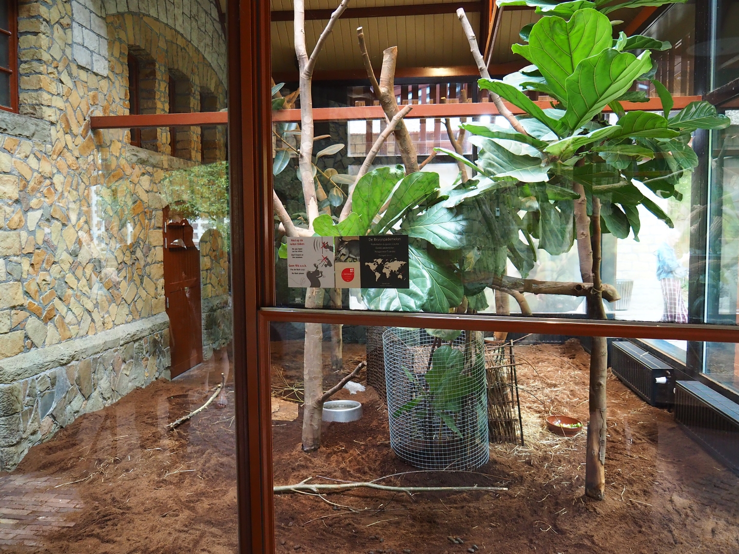 Enclosure dusky pademelon