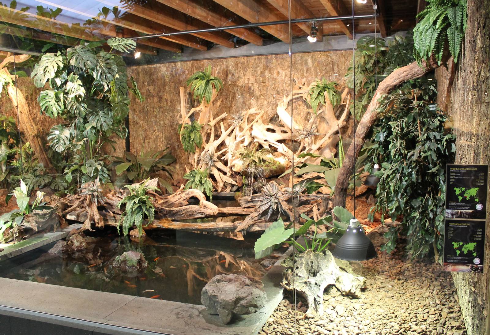 Enclosure Dwarf crocodile and red-eared slider