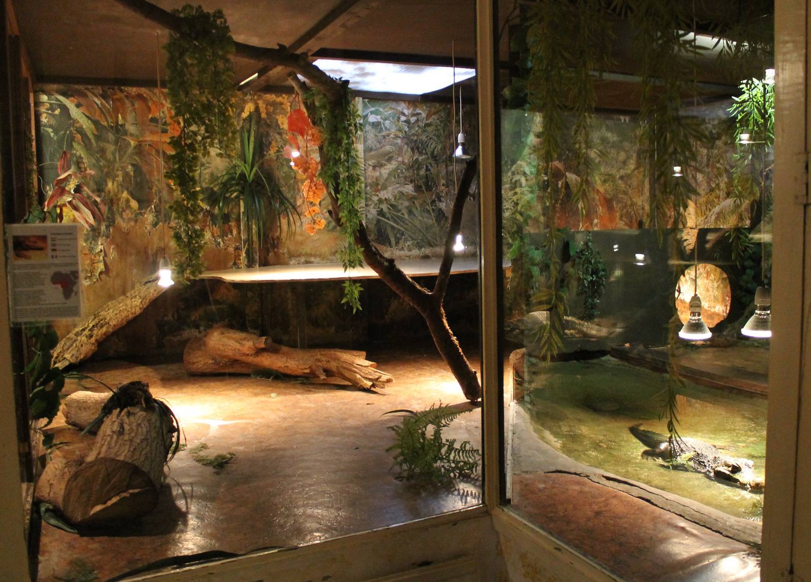 Enclosure Dwarf crocodile