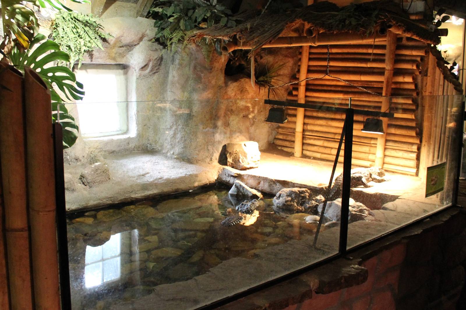 Enclosure Dwarf crocodiles