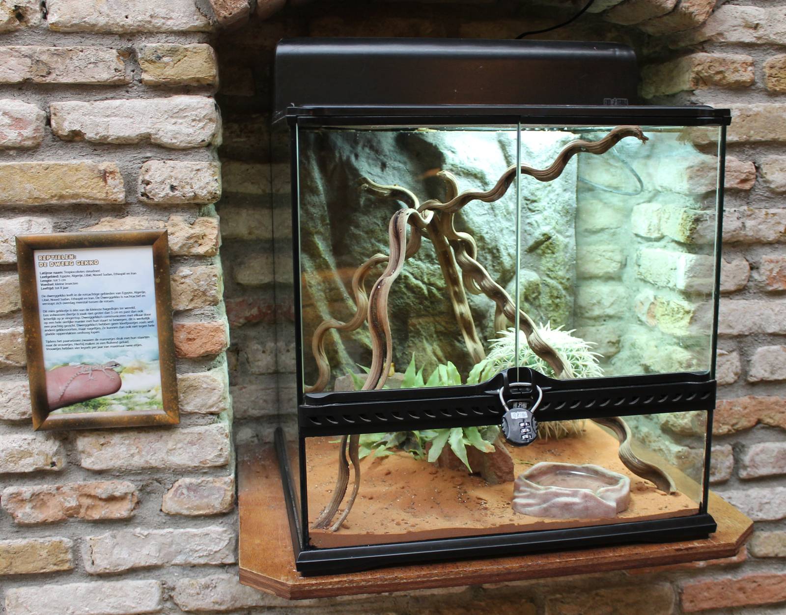 Enclosure Dwarf gecko