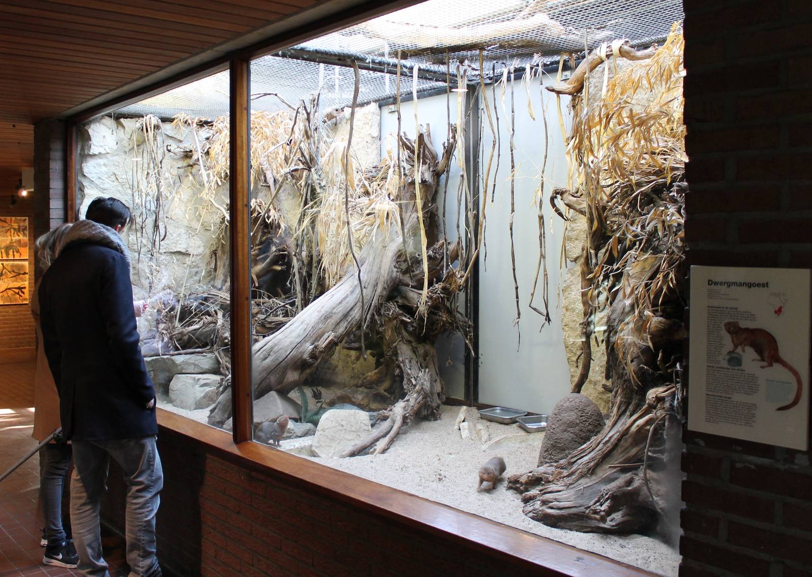 Enclosure Dwarf mongoose