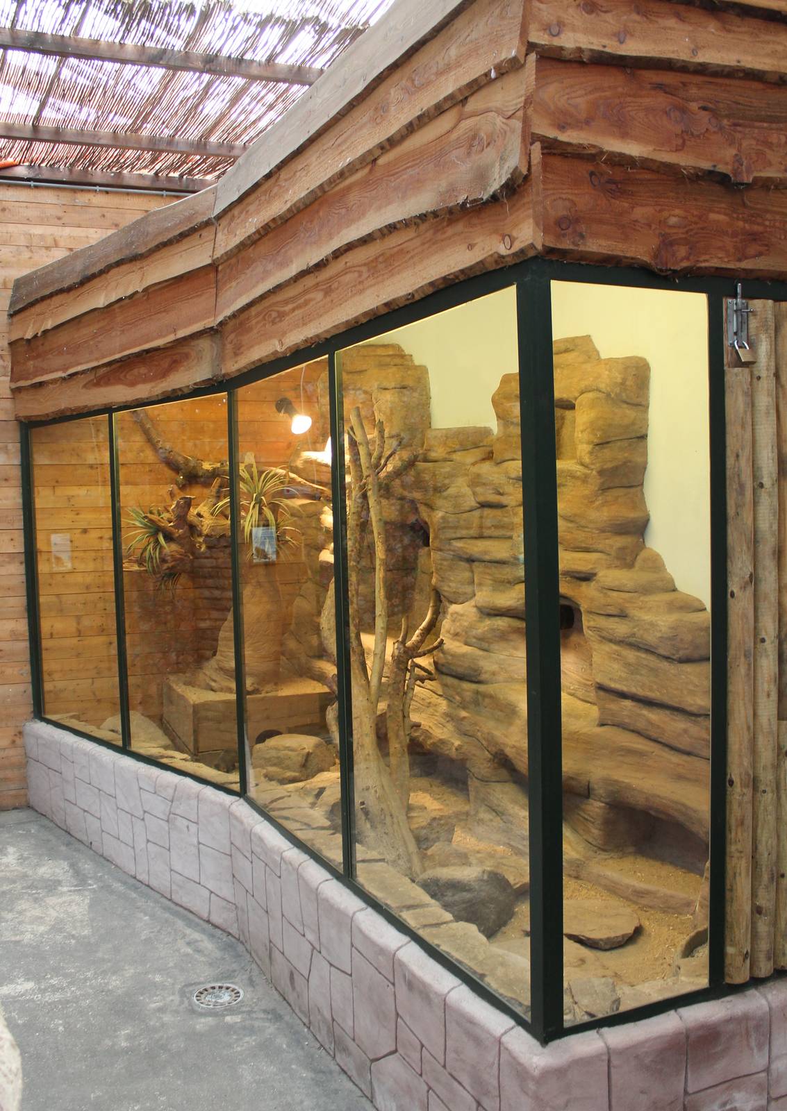 Enclosure Dwarf mongoose