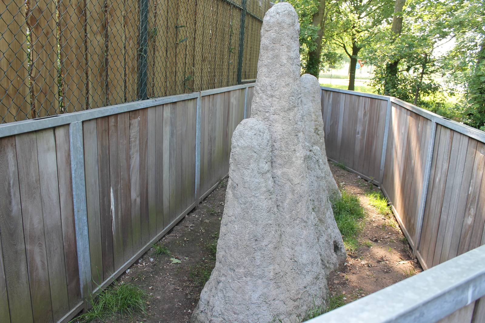 Enclosure Dwarf mongoose