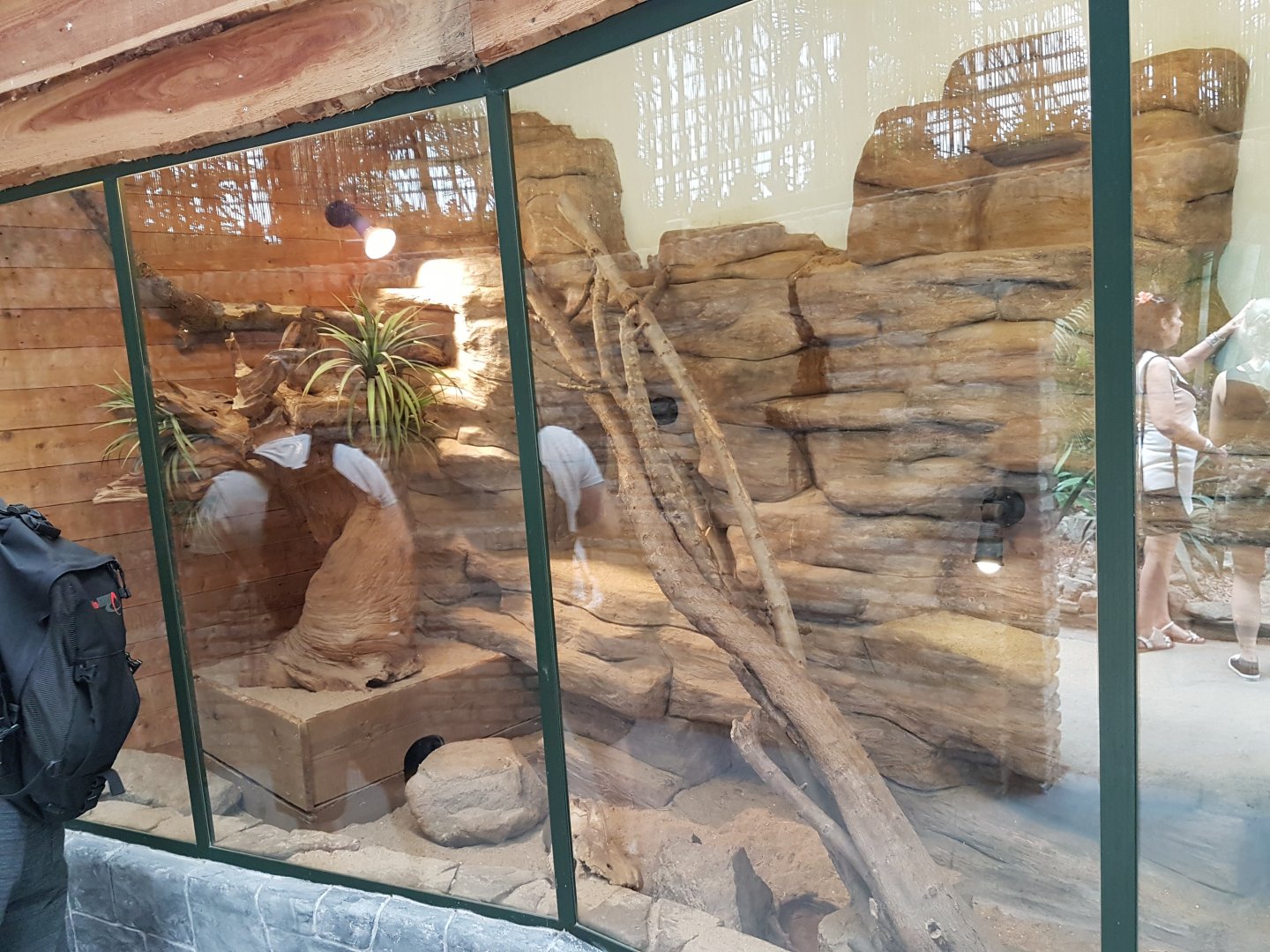 Enclosure Dwarf mongoose