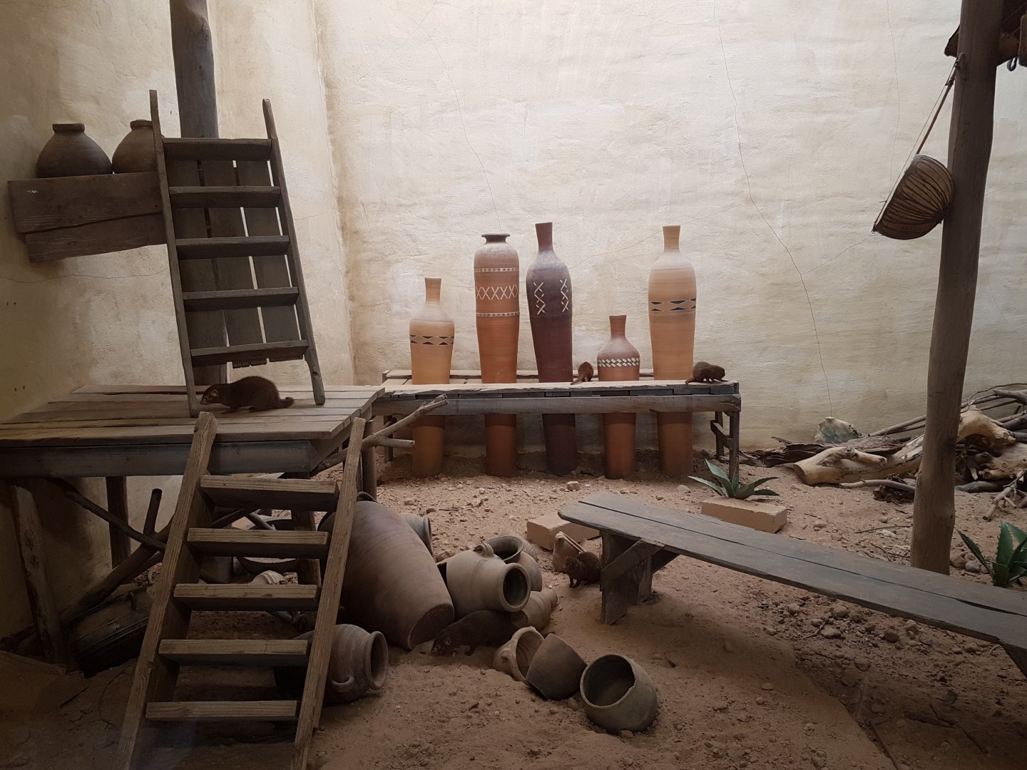 Enclosure Dwarf mongoose