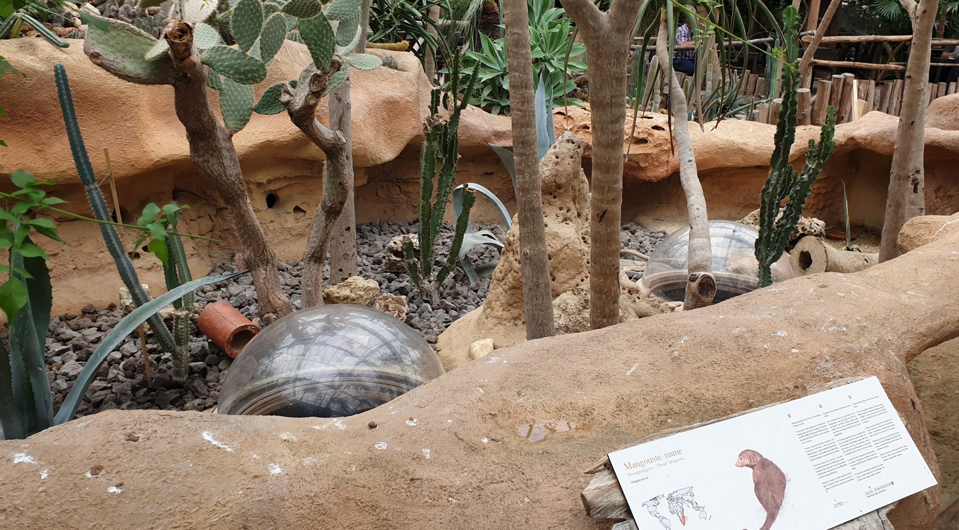 Enclosure Dwarf mongoose