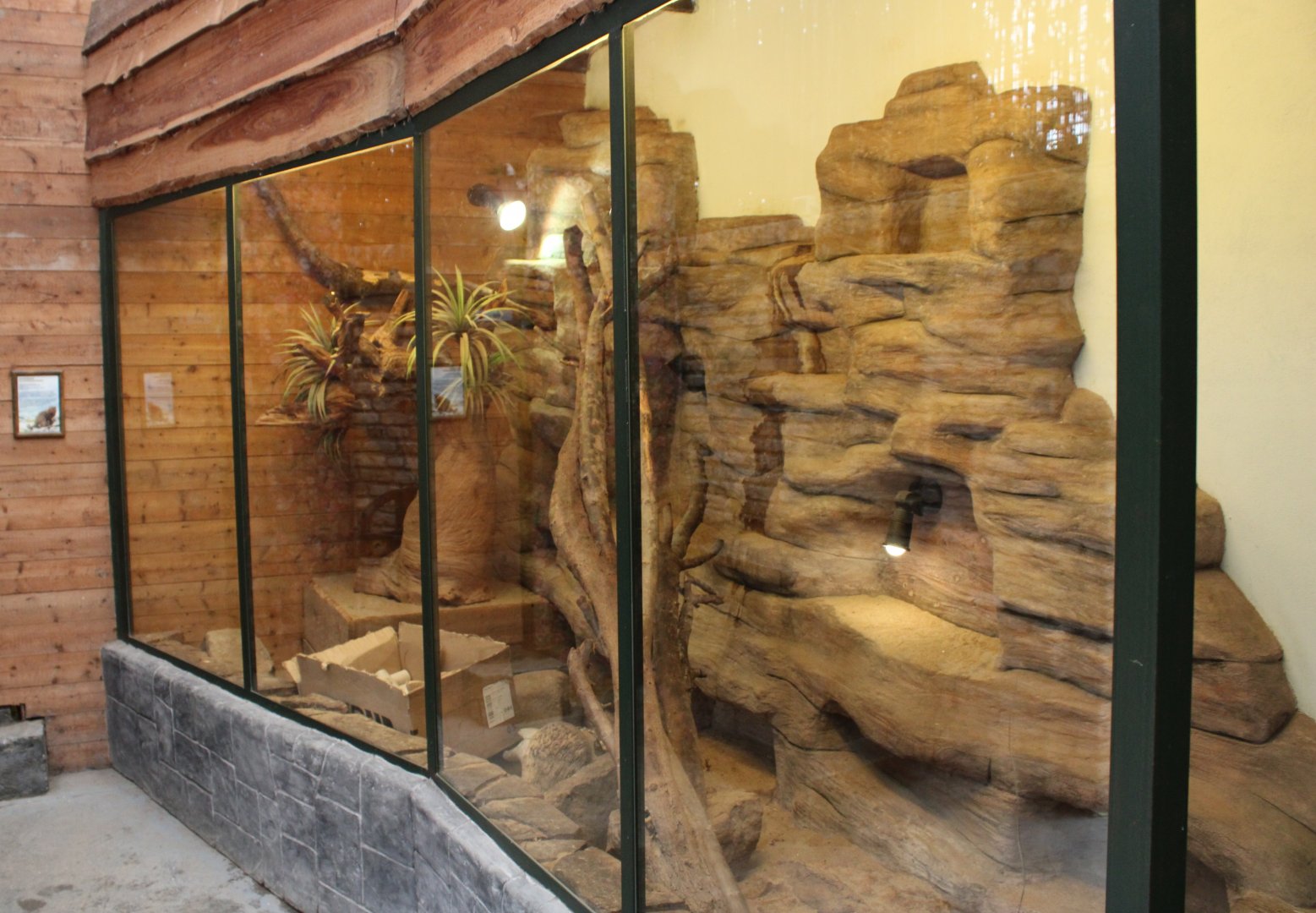 Enclosure dwarf mongoose