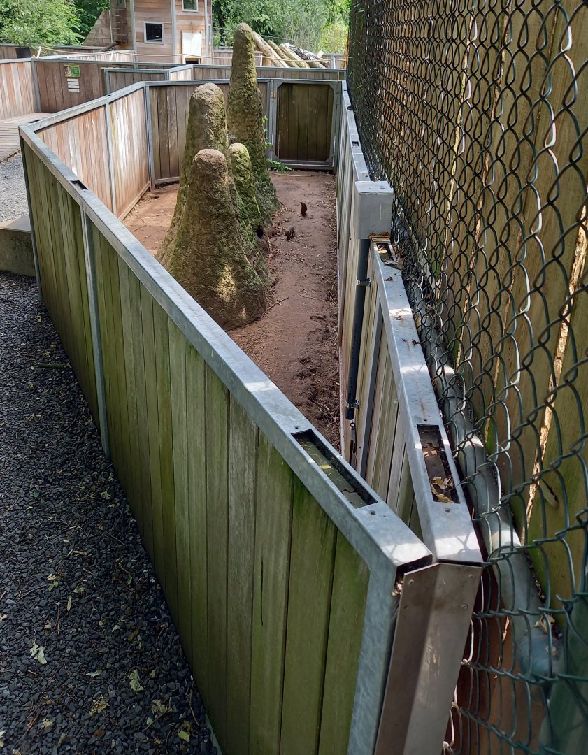 Enclosure Dwarf mongoose
