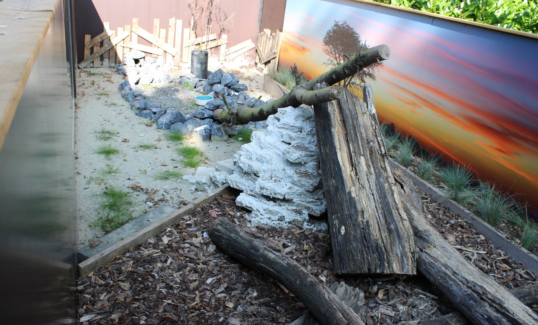 Enclosure Dwarf mongoose