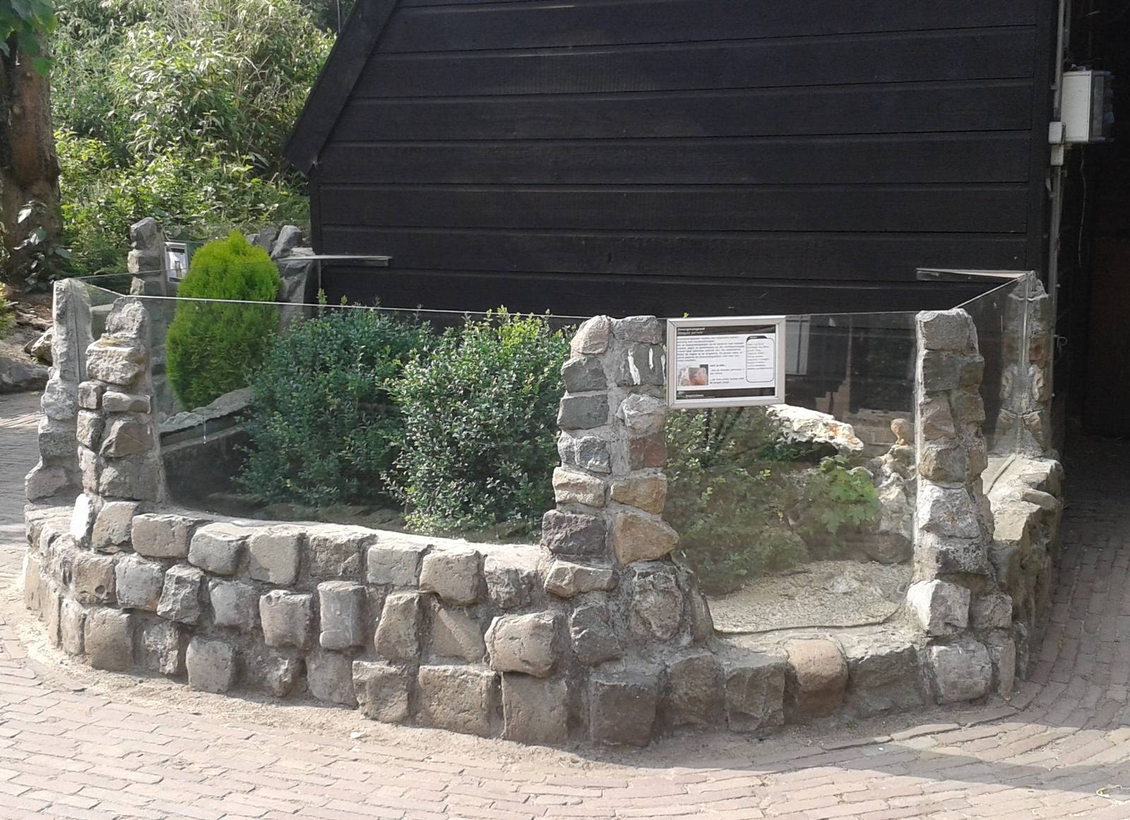 Enclosure Dwarf mongooses