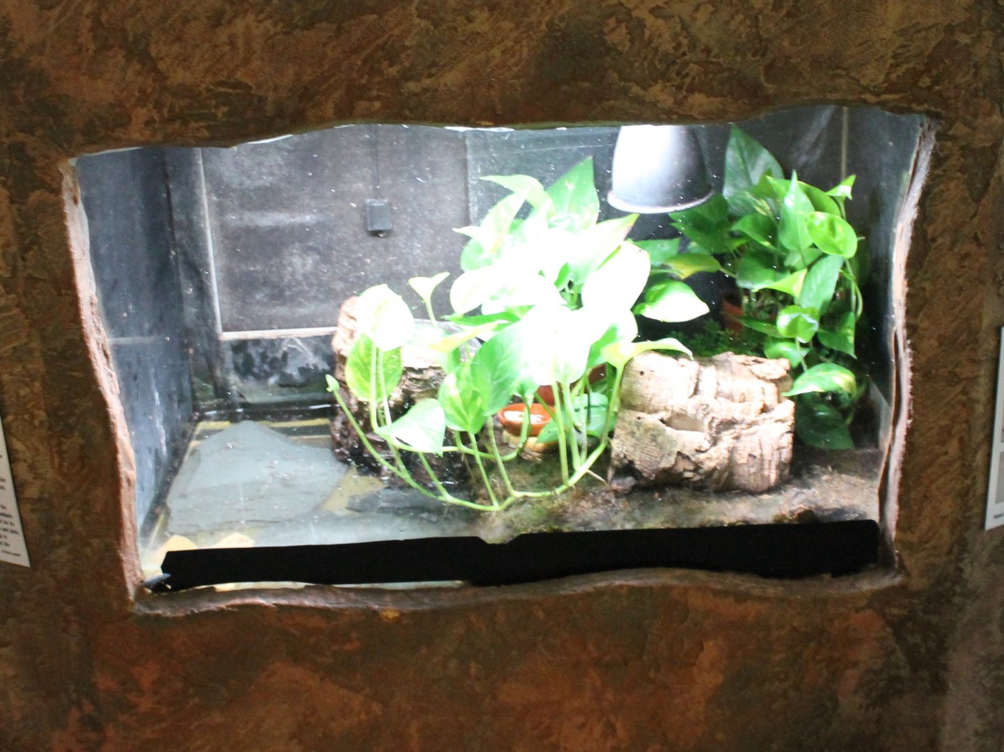 Enclosure Dying dart frog