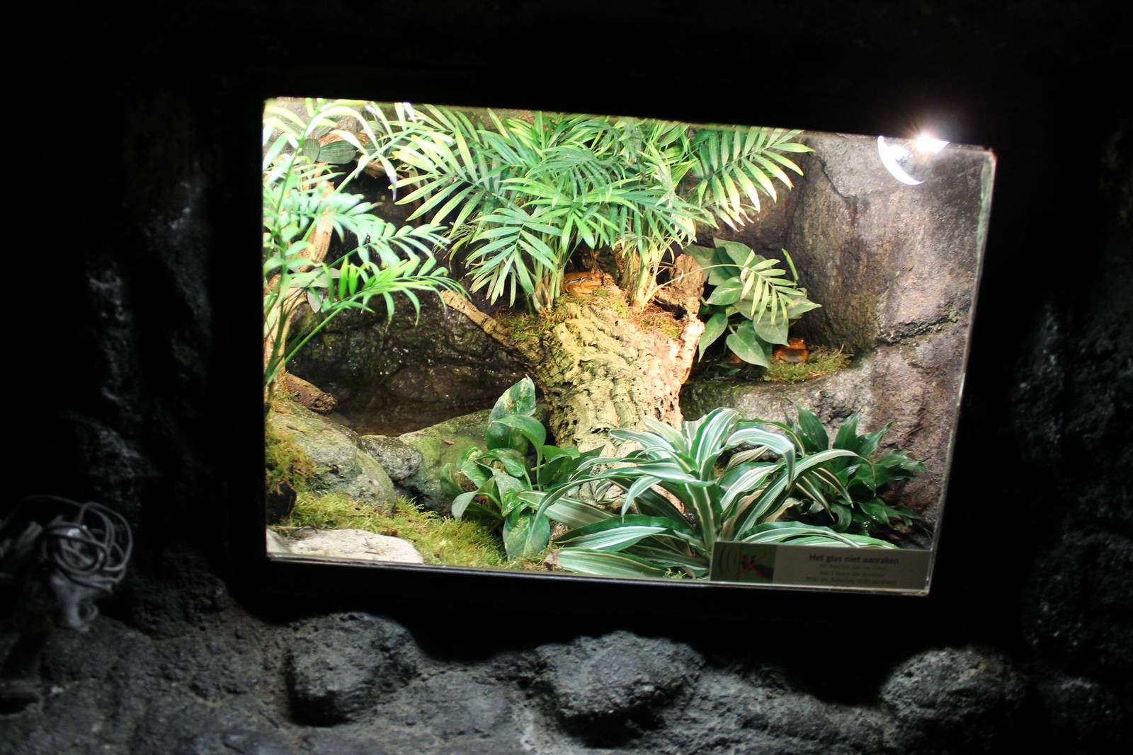 Enclosure Dyscophus guineti