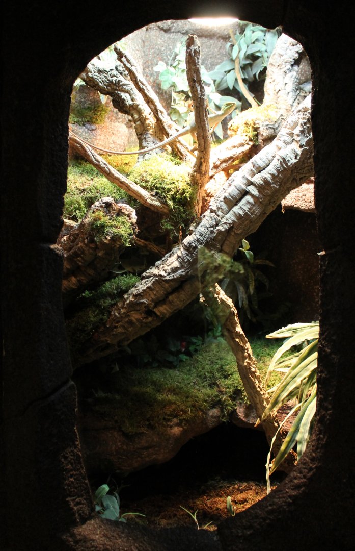 Enclosure Eastern casquehead iguana
