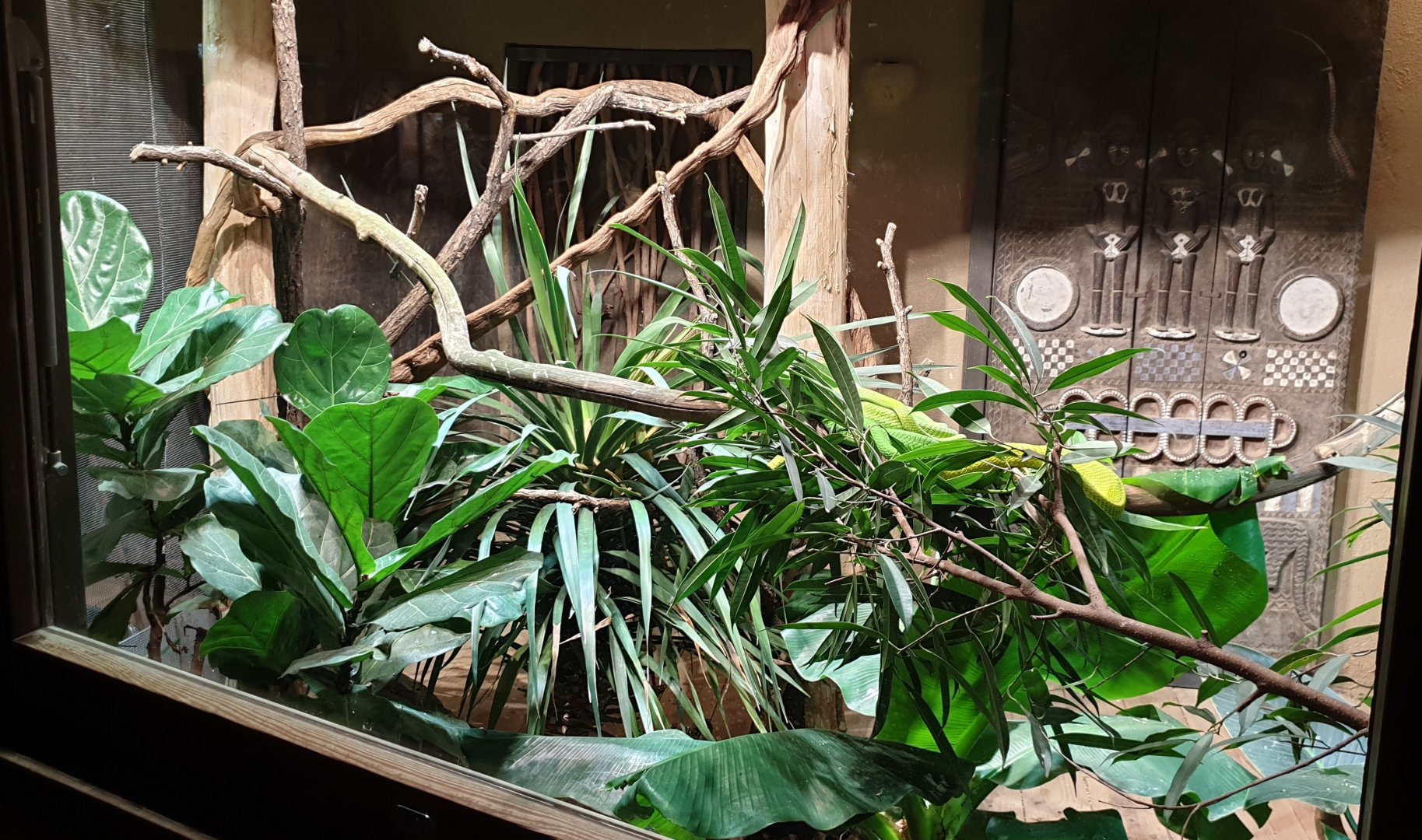 Enclosure Eastern green mamba