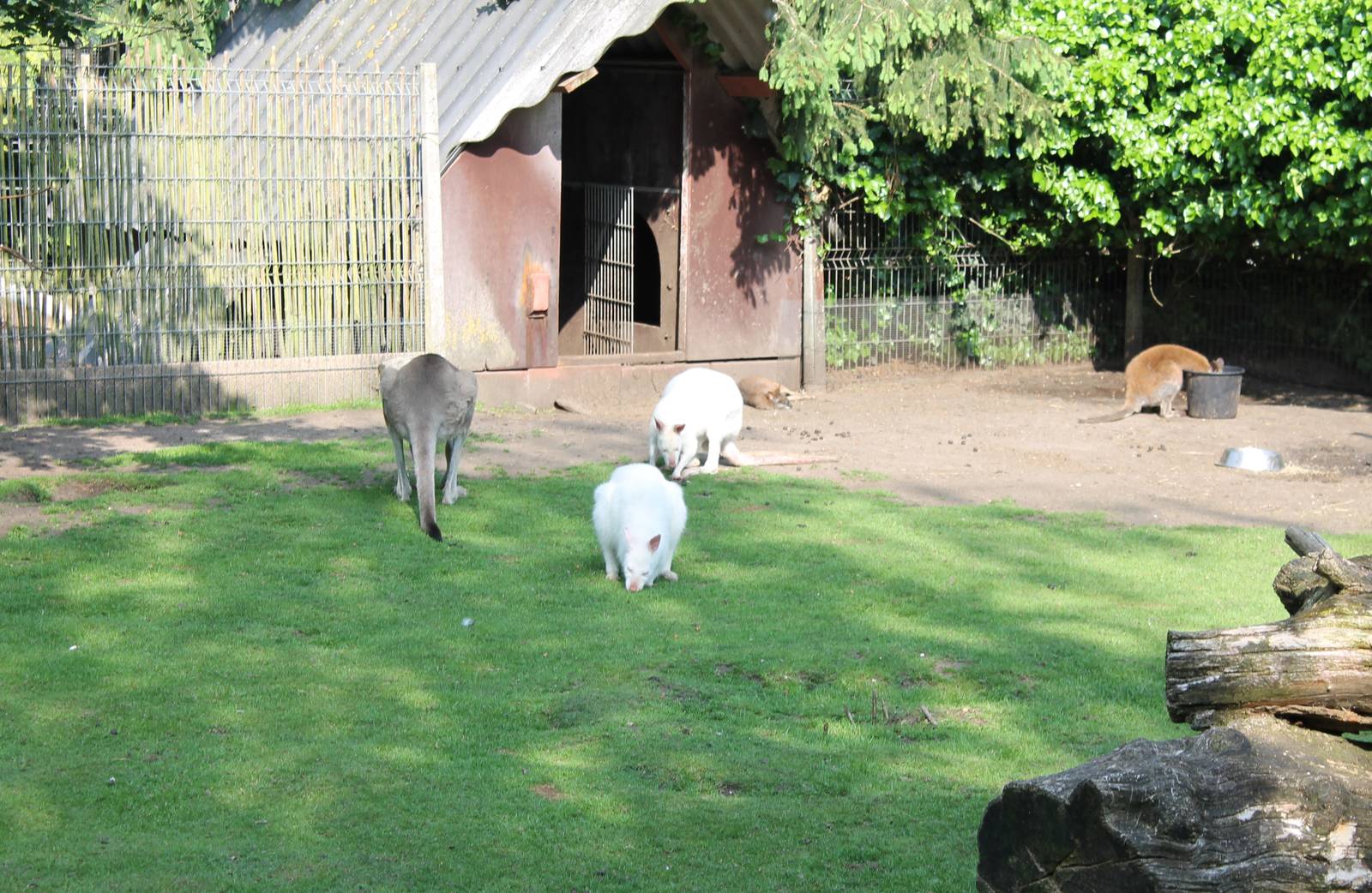 Enclosure Eastern grey kangaroo and Red-necked wallaby
