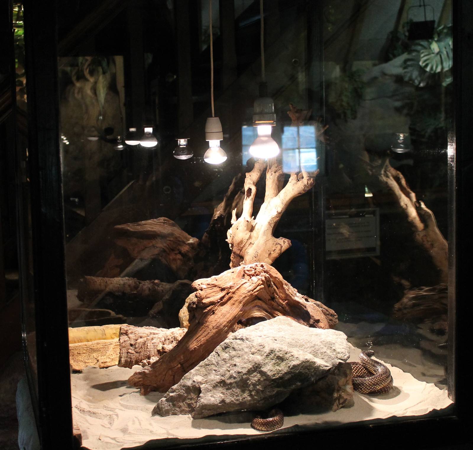 Enclosure Eastern kingsnake