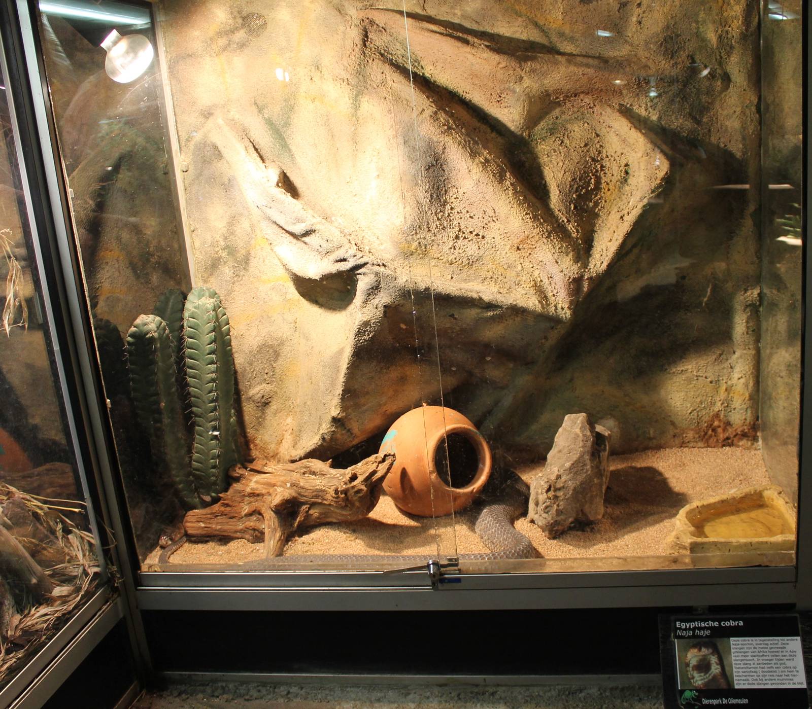 Enclosure Egyptian cobra