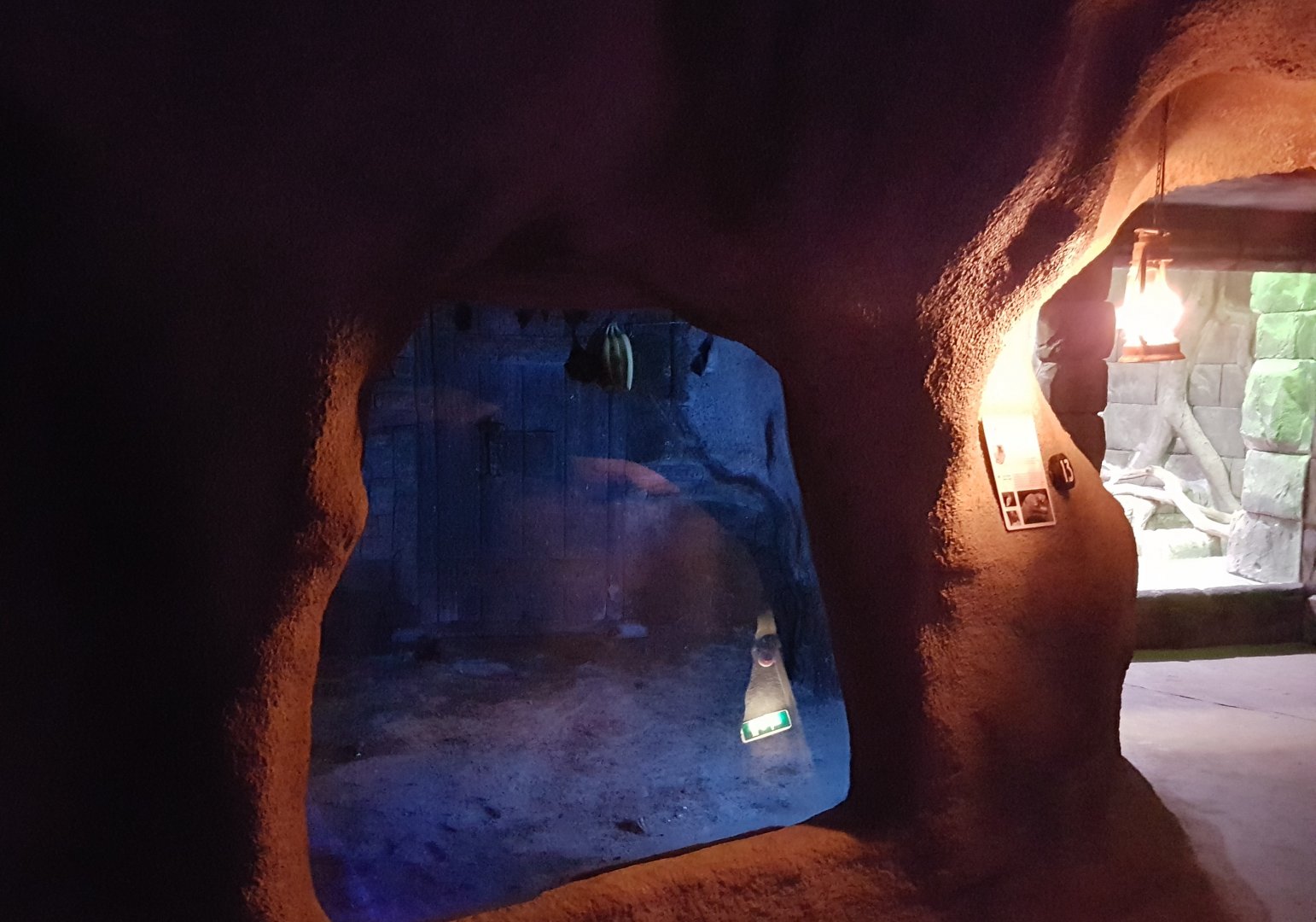 Enclosure Egyptian fruit bat