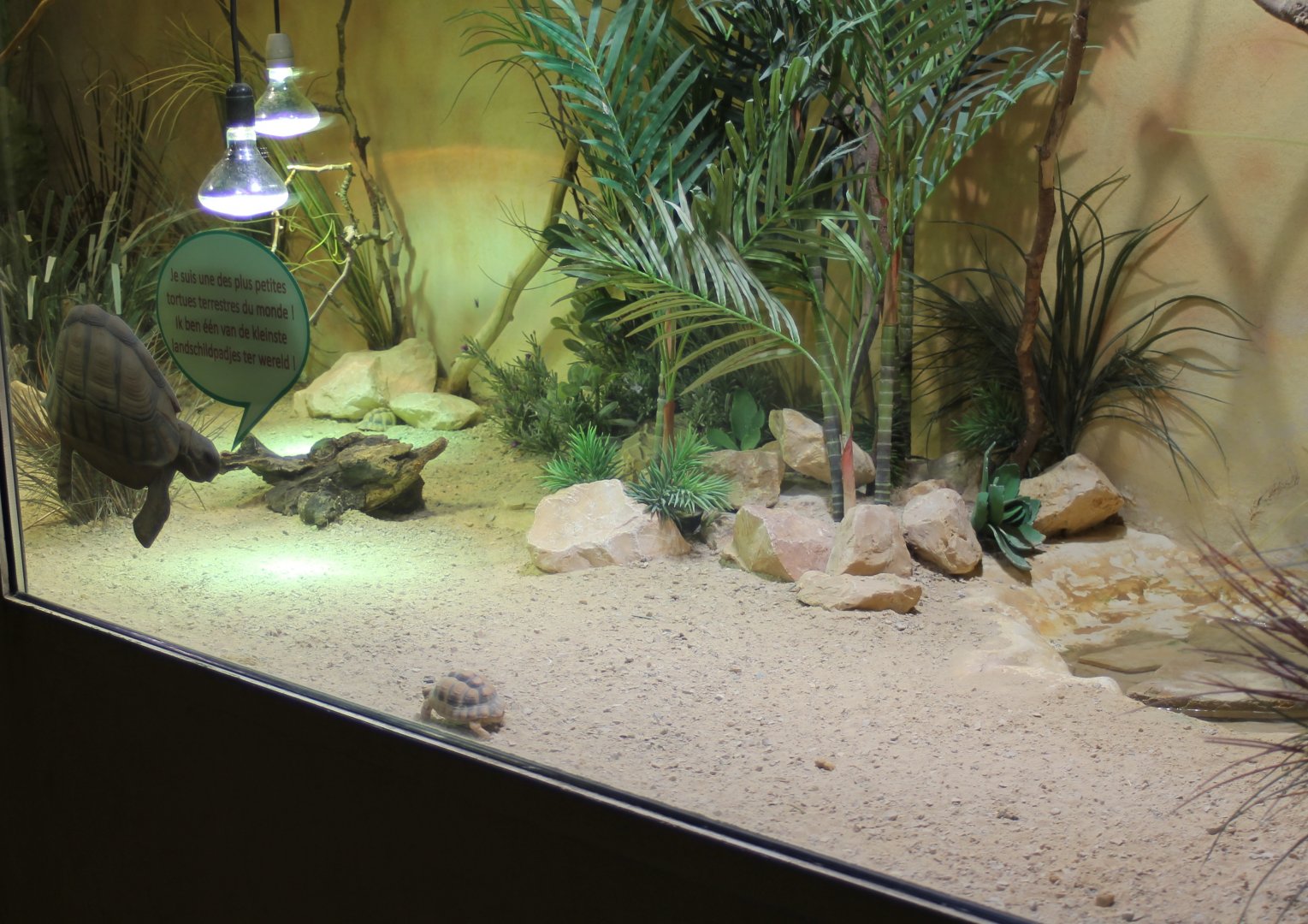 Enclosure Egyptian tortoise