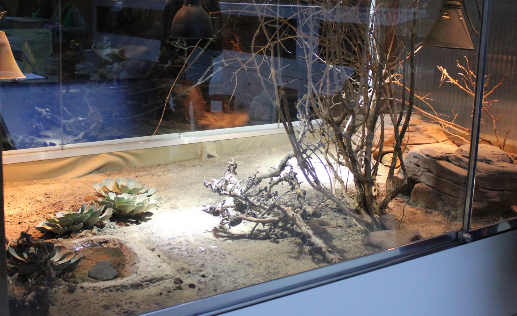 Enclosure Egyptian tortoise