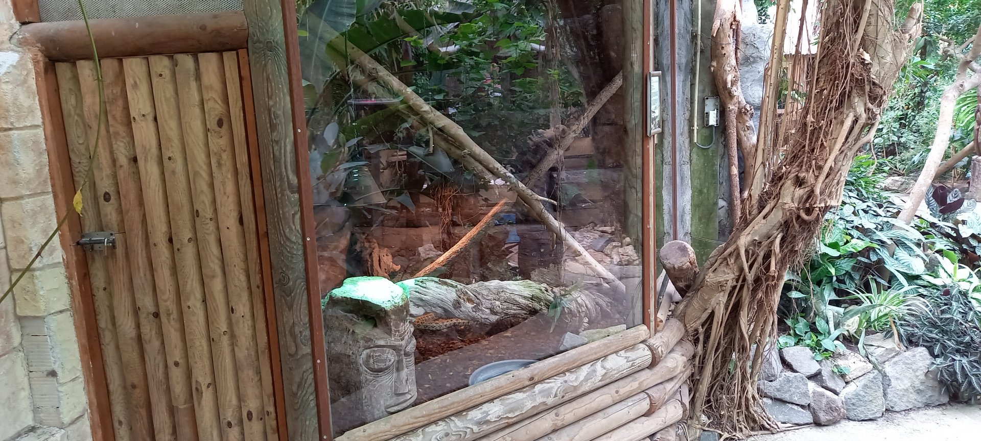 Enclosure Elaphe taeniura